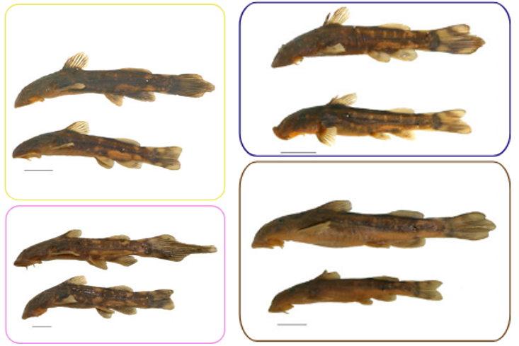 Photograph of some of the catfish studied as part of this project.