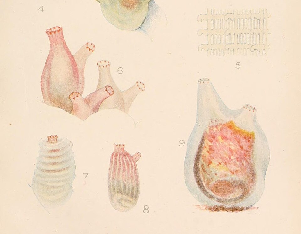 Description of image